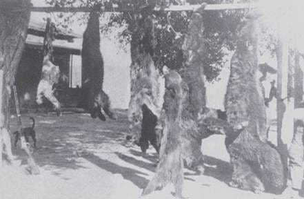 A group of bears from a tree

AI-generated content may be incorrect.