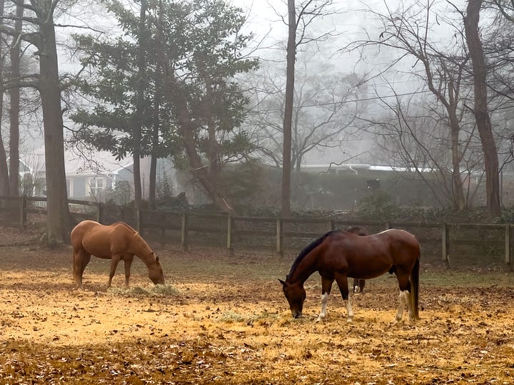 Little Creek Horse Farm