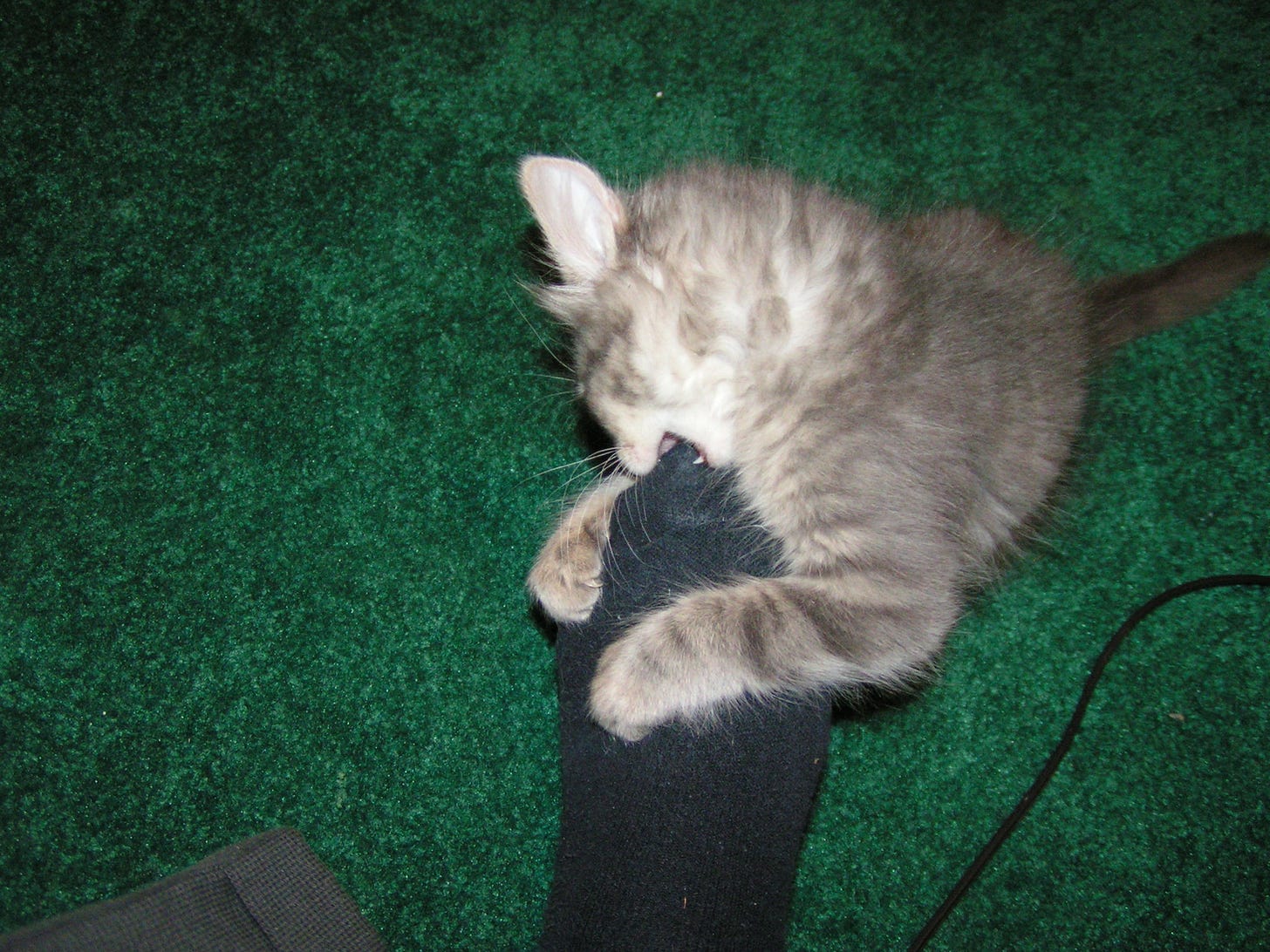 Kali Foot Hand Wrestling Cats Kali Foot Hand Wrestling Cats