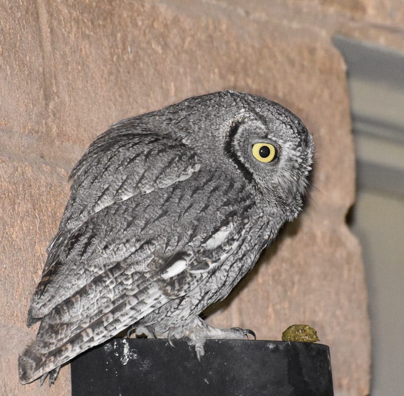 20170517_WSO-5.jpg 20170517_WSO-5.jpg