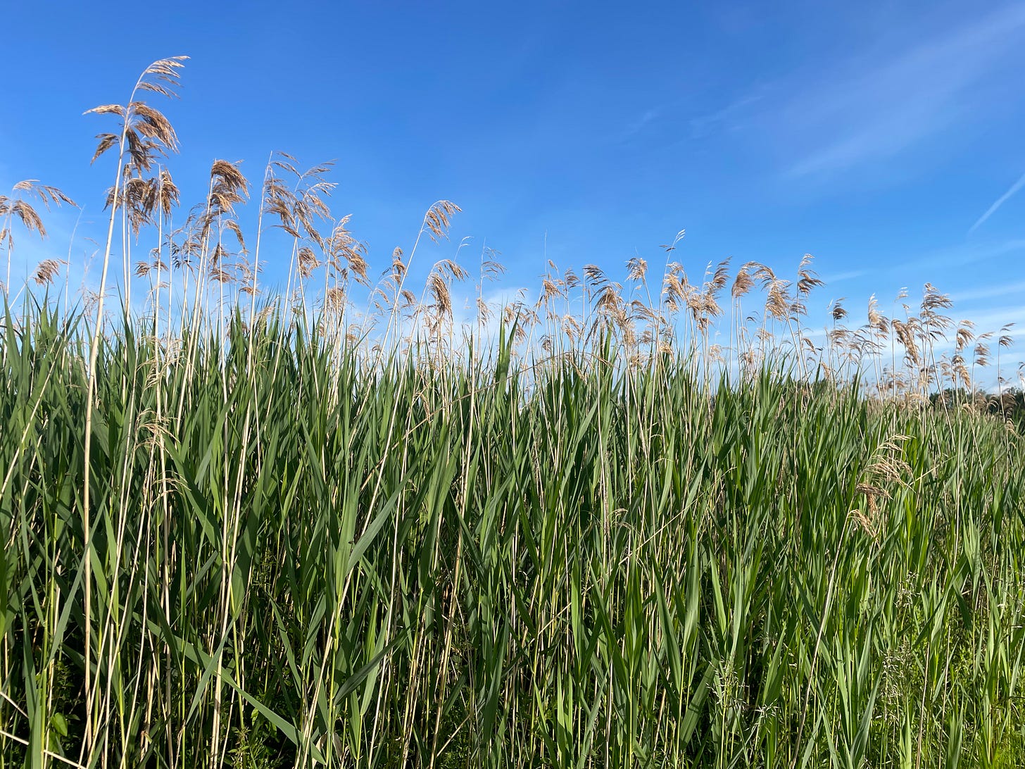 Brown reed heads above green stalks under a bright blue sky Brown reed heads above green stalks under a bright blue sky