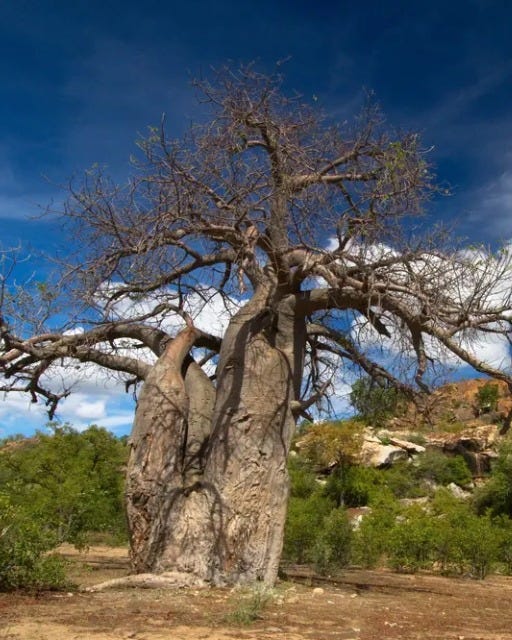 May be an image of tree