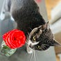 Rose Chartreux's avatar