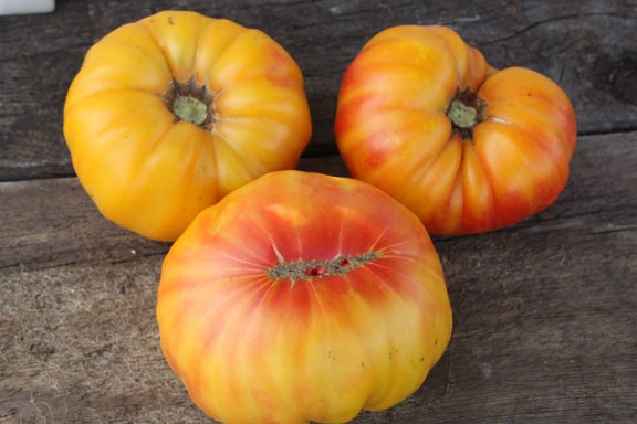 Gold Medal tomato at the Genuine Faux Farm