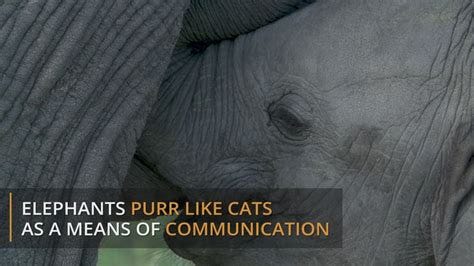 an elephant's face with the words elephants purr like cats as a means of communication