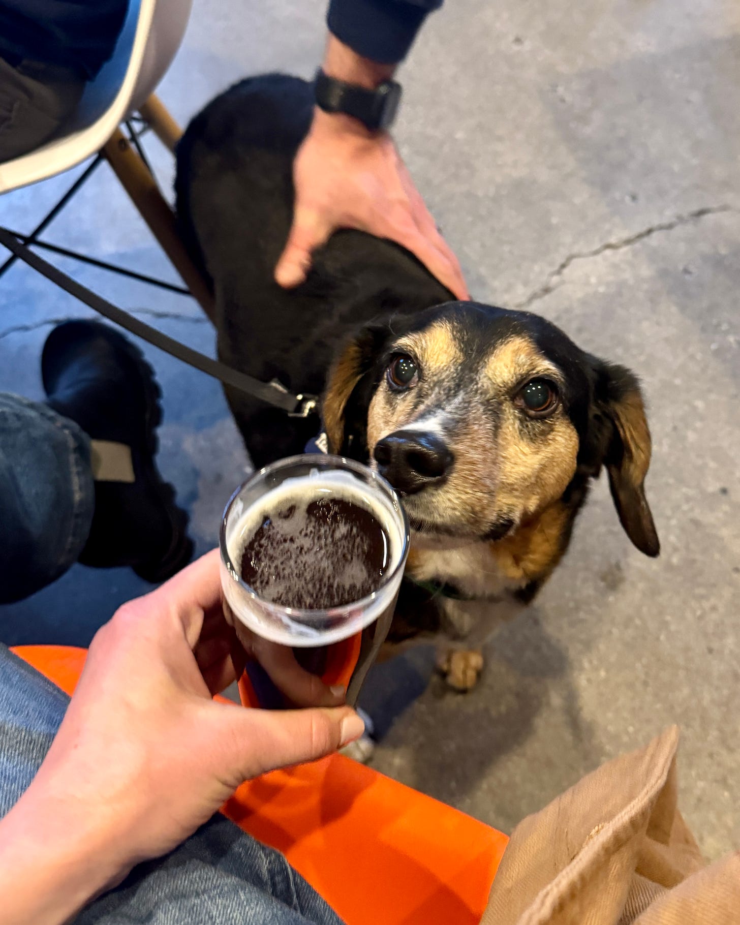 dog sniffing beer dog sniffing beer