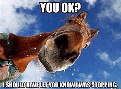 16 Funniest Horse Memes In The Barn