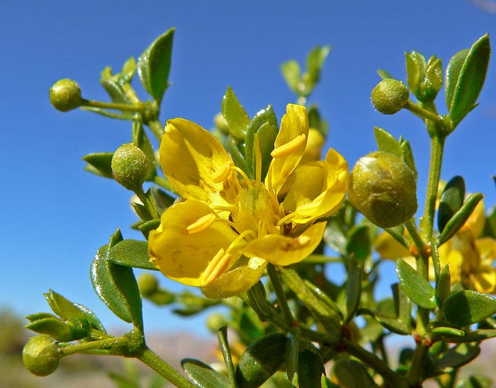 (L) Grace & Rob (R) The Chaparral Plant