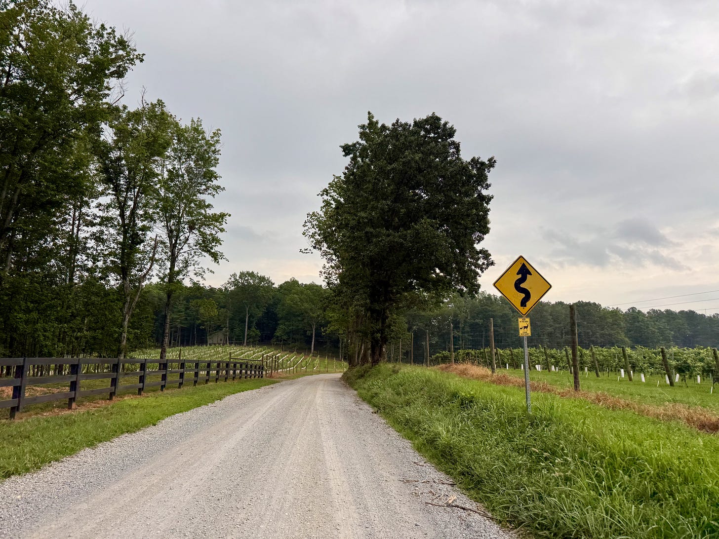 Gravel road with grapes planted on either side, with a yellow sign that says, "DEER IN THIS AREA PLEASE DRIVE SLOWLY"