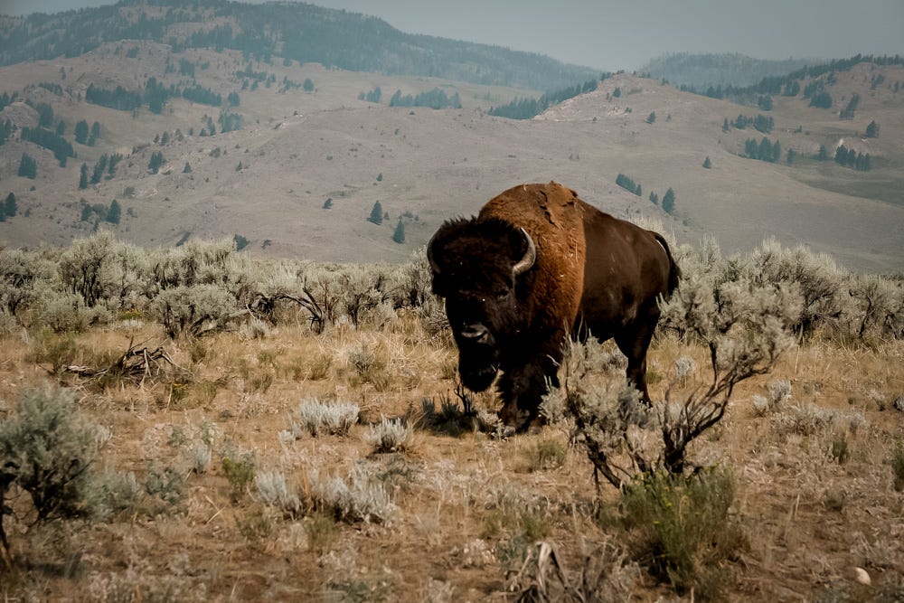 Wildlife in the West