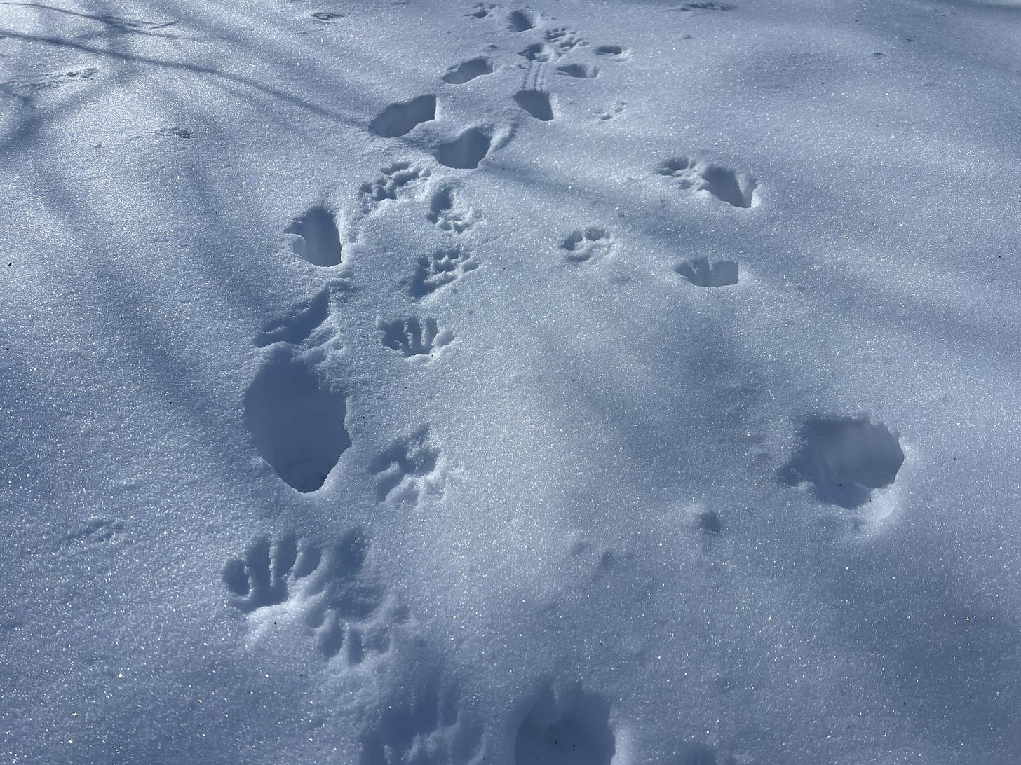 Photograph of footprints in the snow during a winter walk by graphic novelist K. Woodman-Maynard. 