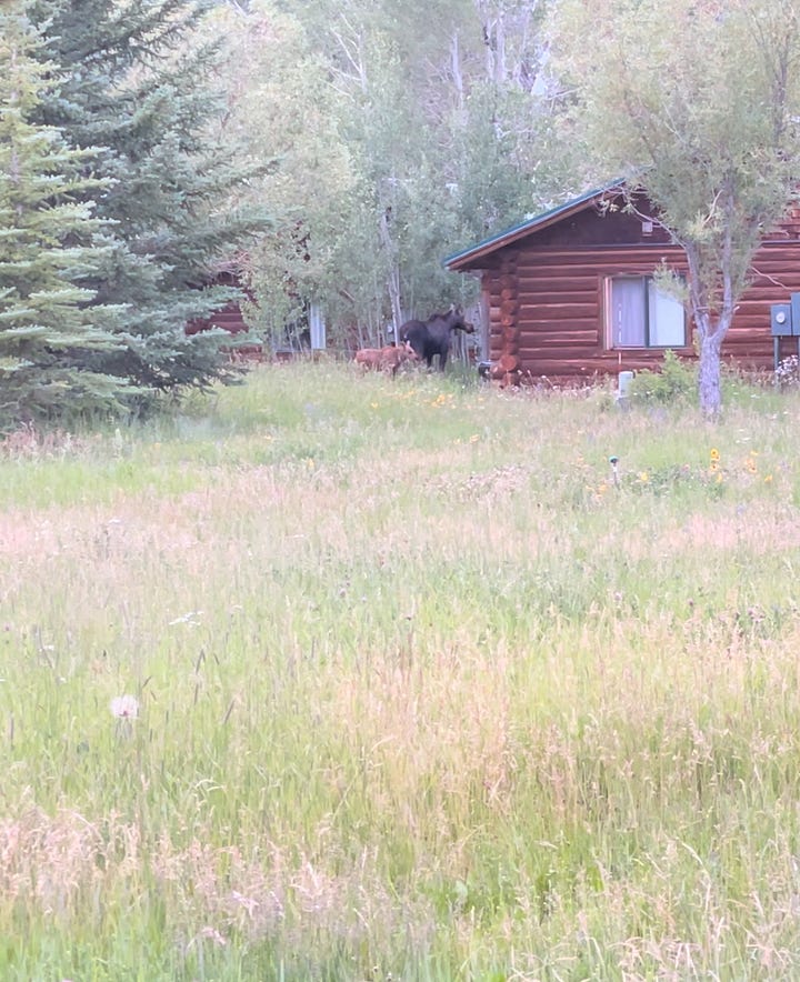 Top left- sunset over mountains with sun rays going in all directions; Top right- Mama and baby moose snacking outside a cabin; Bottom left- same mama and baby moose making their way through the grass; bottom right- a brilliant sunset behind Cassidy's camper and truck