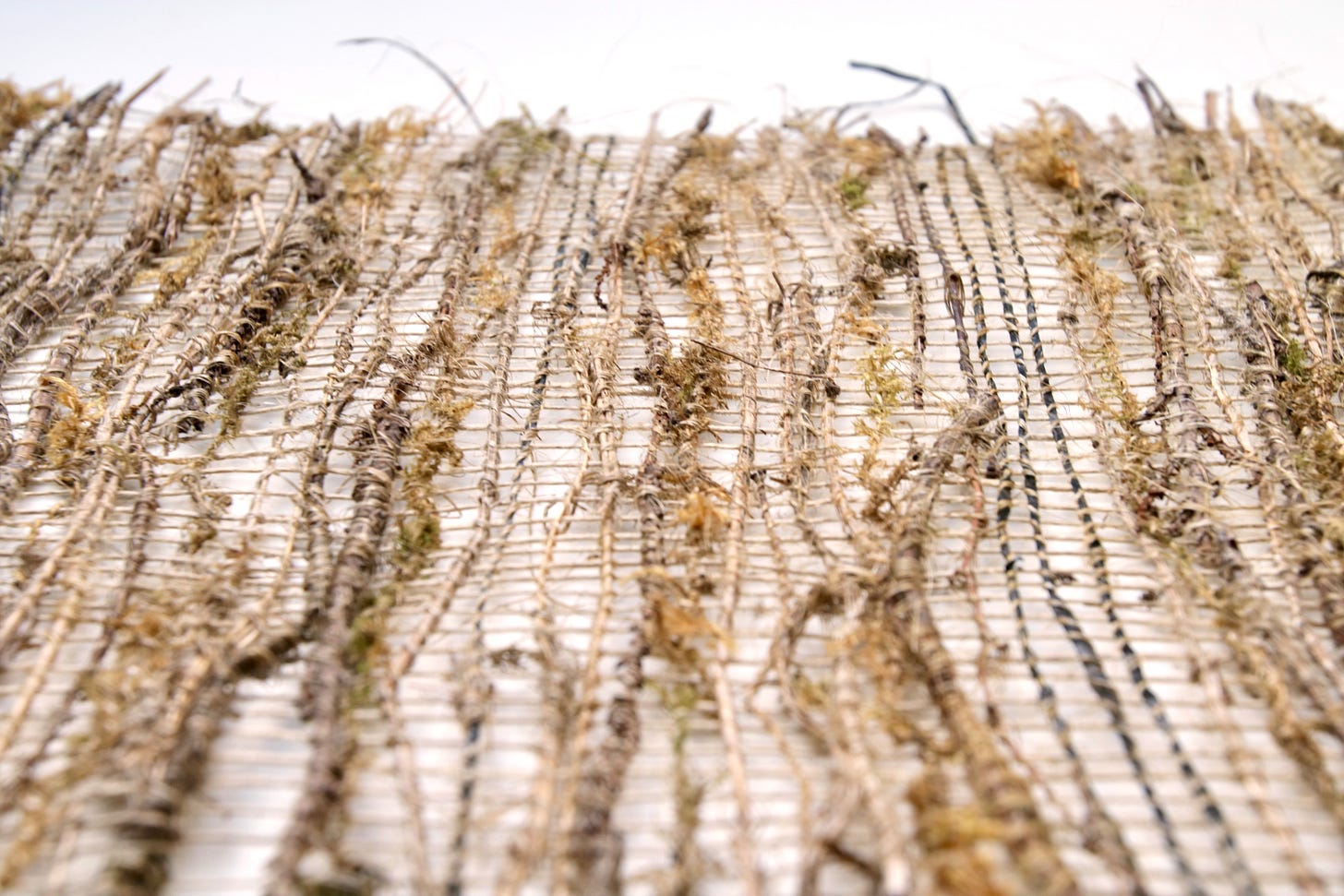 How to weave a nest - Alice Fox’s Substack