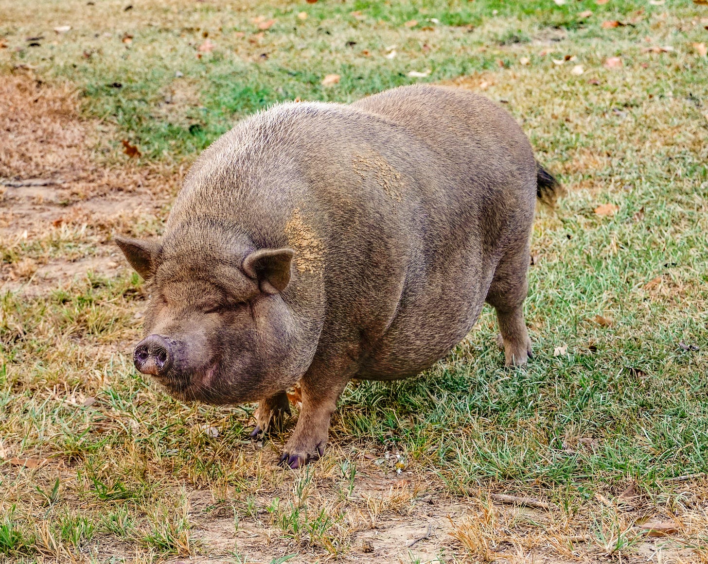 A brown pot-bellied pig standing in grass
