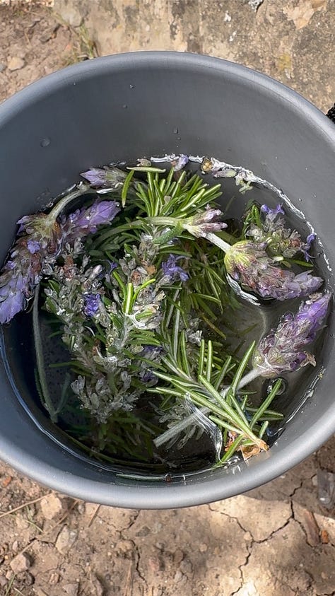 rosemary lavender tea