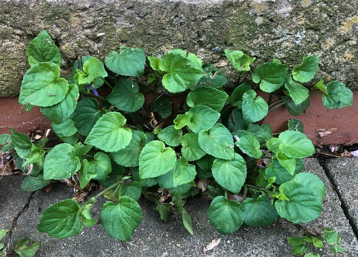 common dog violets