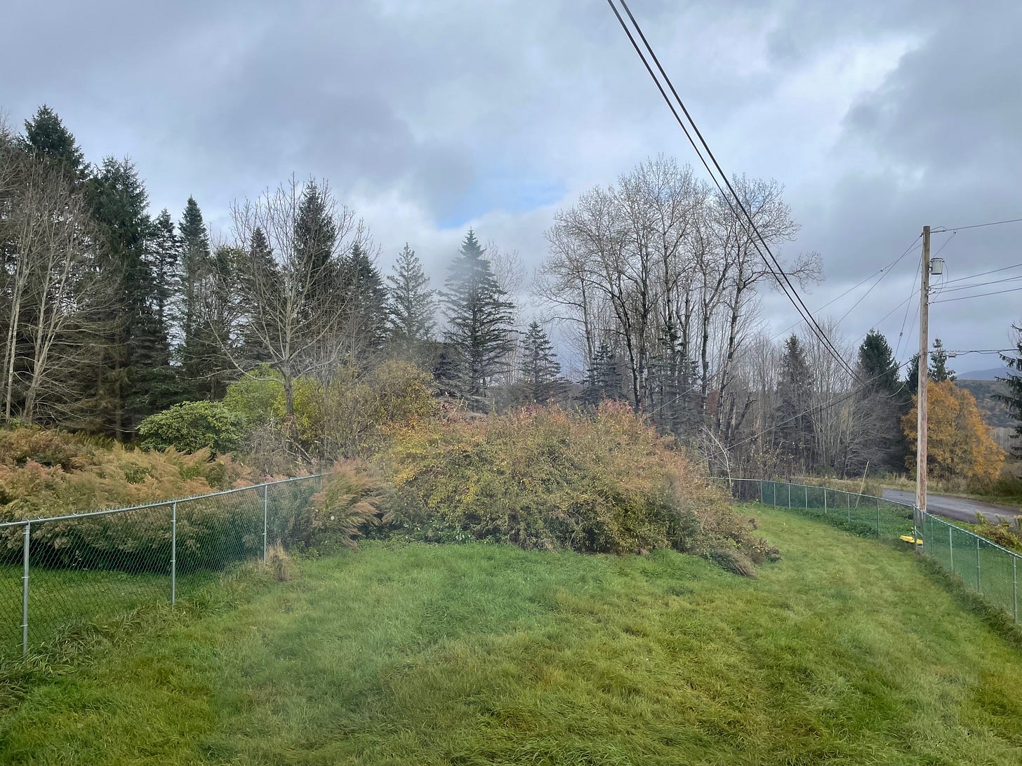 a forsythia bush on a green lawn, with spruces behind