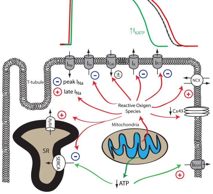 AwakeNotWoke shared a good stack by WALTER M CHESNUT that I share, great scholarship, great input always by Awake: "Draining the Batteries: The Spike Protein Endothelium <> Mitochondria Feedback