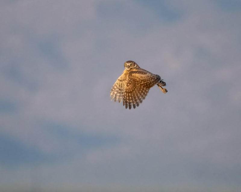 20250811-BurrowingOwl-140-Edit.jpg