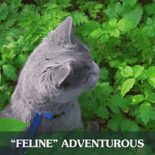 a gray cat with a blue collar is surrounded by green leaves and the caption says " feline " adventurous a gray cat with a blue collar is surrounded by green leaves and the caption says " feline " adventurous