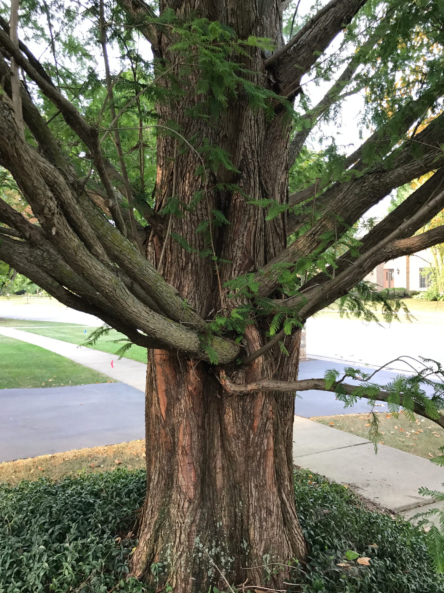 A Dawn Redwood tree, somewhat close-up. Showing red peeling bark and fern like leaves.