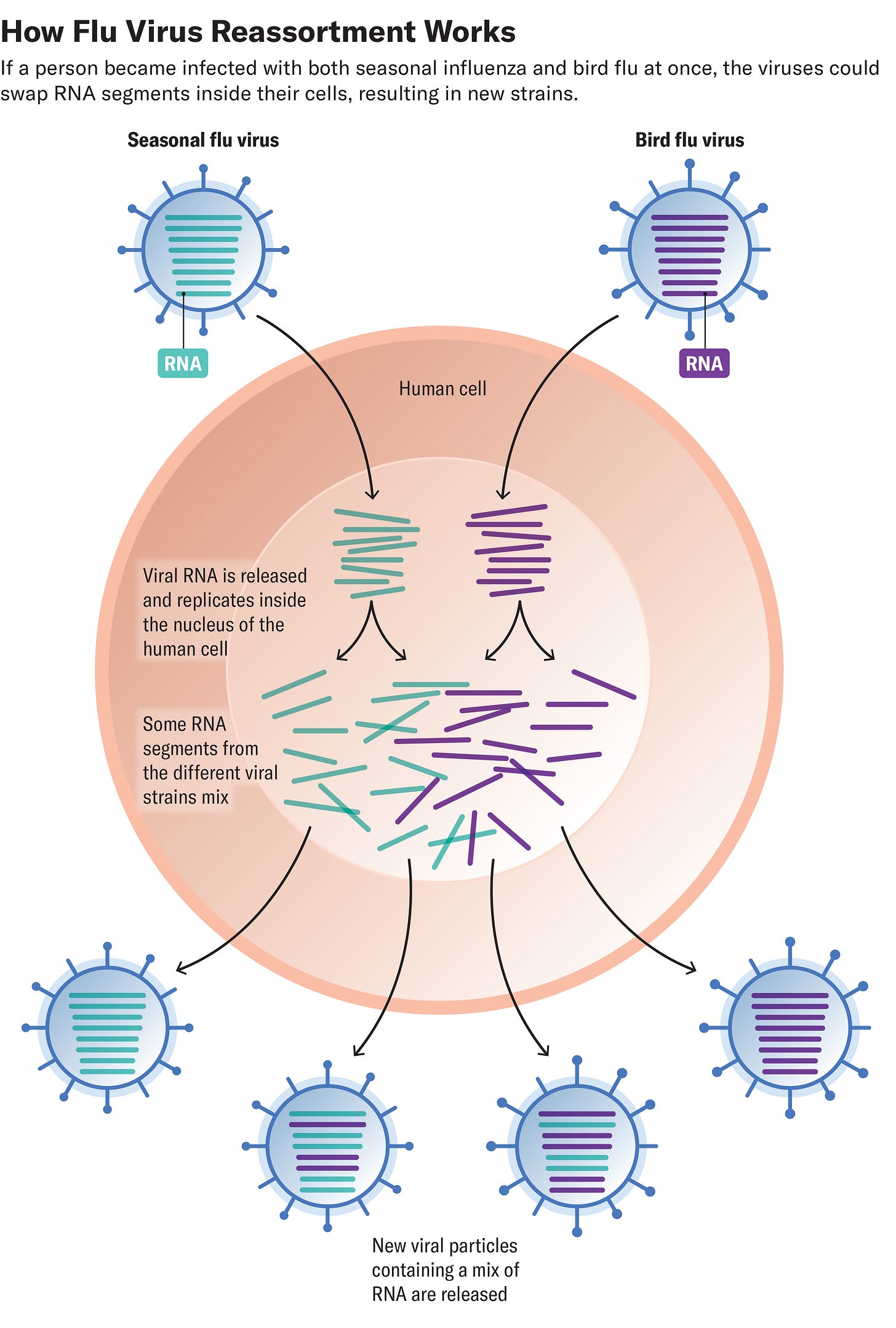 How Influenza Reassortment May Make Bird Flu More Dangerous | Scientific  American