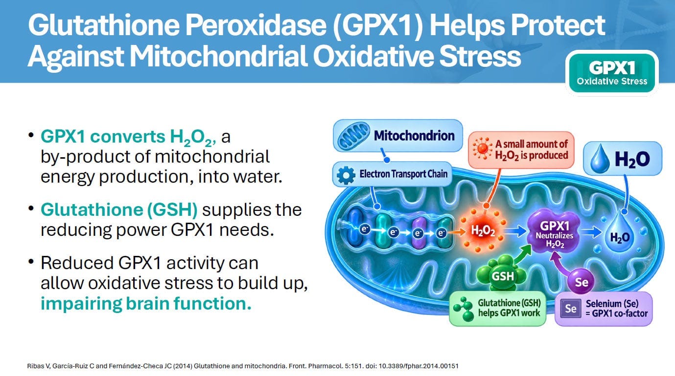 Glutathione Peroxidase (GPX1) Helps Protect Against Mitochondrial Oxidative Stress