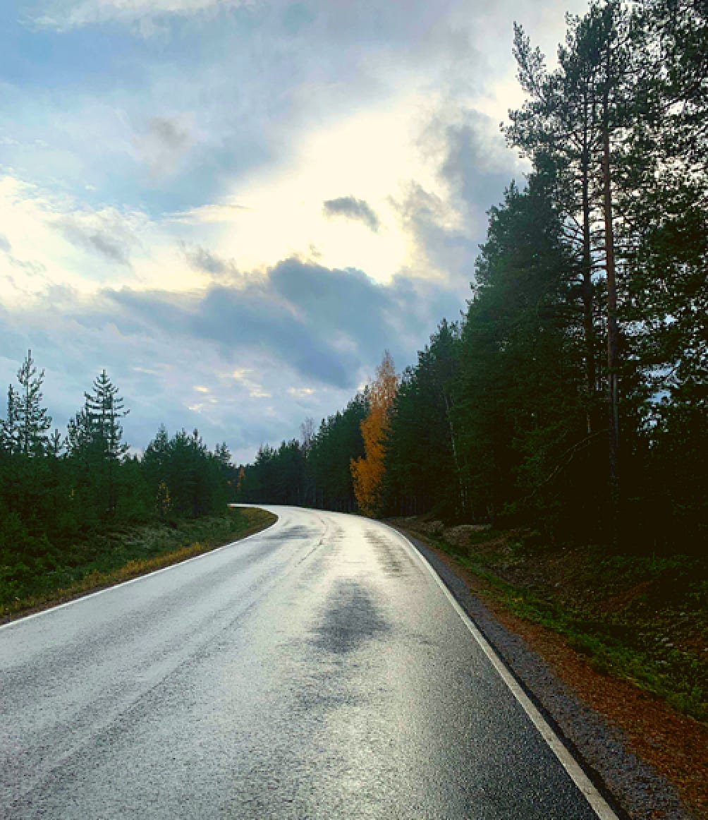 A road curves through the center of the shot flanked mostly by pine trees but one golden birch is visible. The sky is cloudy but the sun is peaking out.