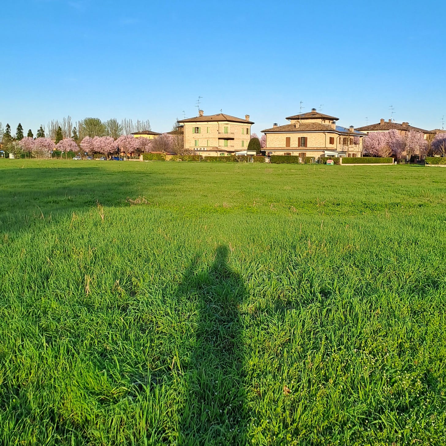 ombra-nel-prato