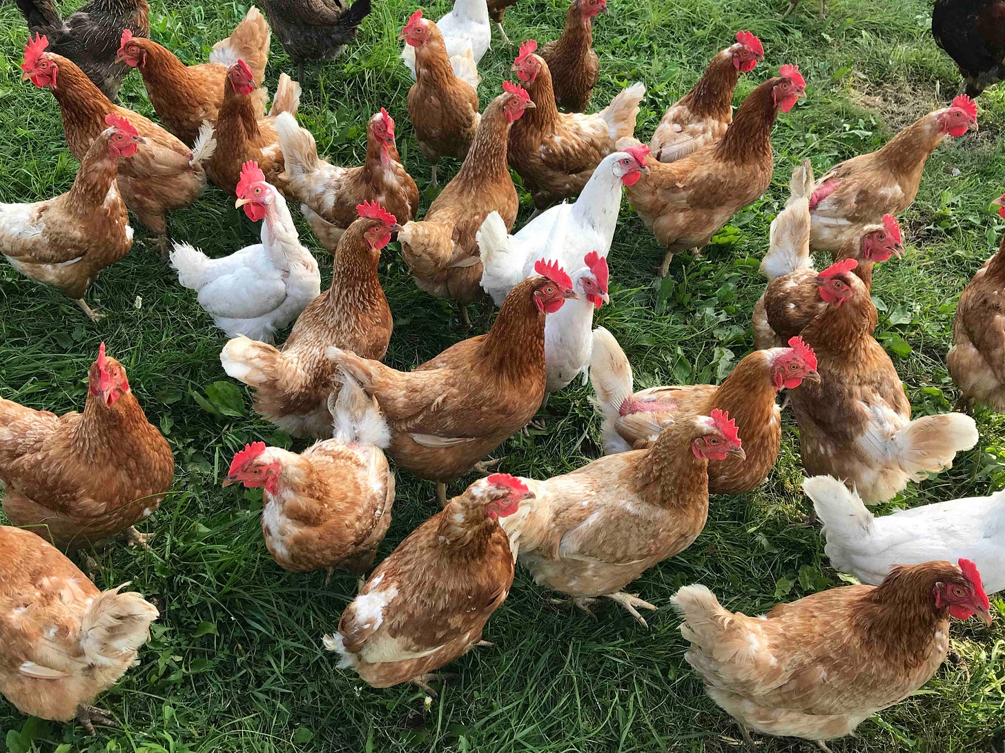 Laying hens at the farm