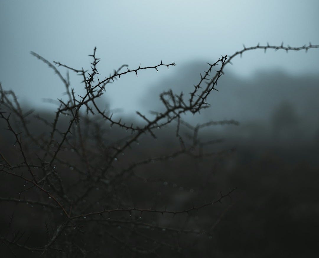 a black and white photo of a tree branch