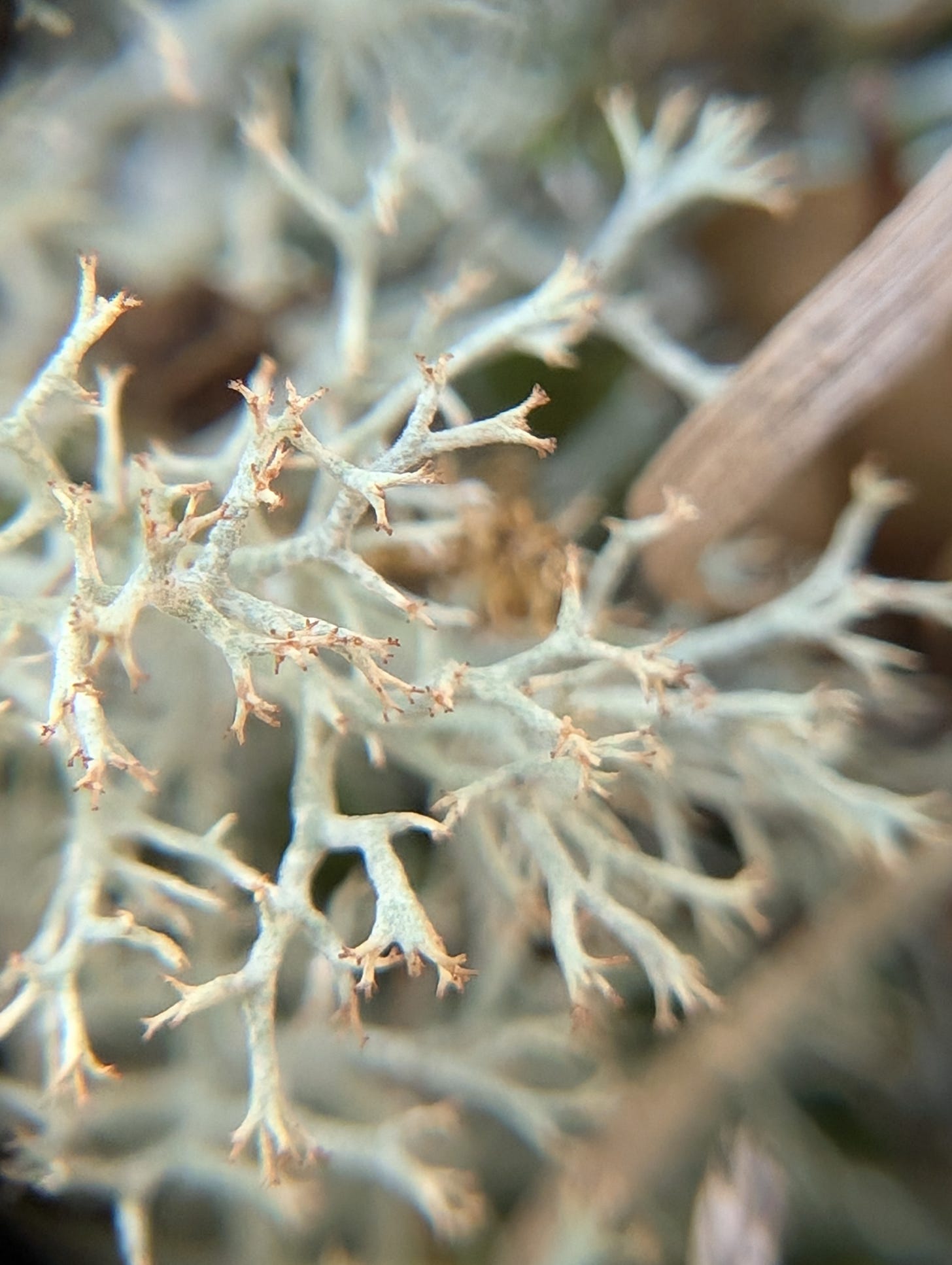 Very close close-up of the pale blueish gray branches of lichen tipped with dark red peaks Very close close-up of the pale blueish gray branches of lichen tipped with dark red peaks