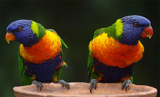 Rainbow Lorikeets (creative commons) Photograph of Rainbow Lorikeets (creative commons)
