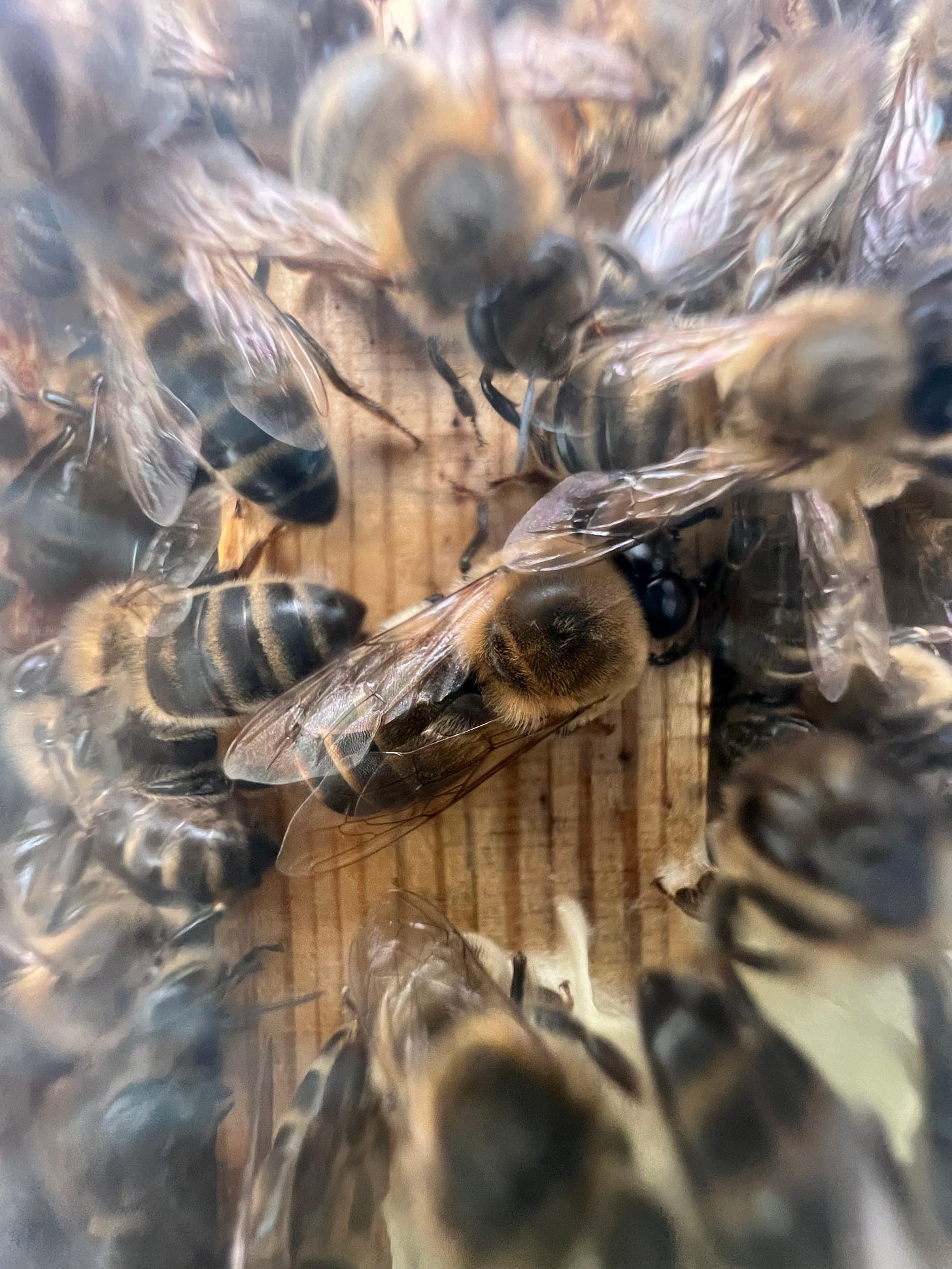 Male honey bee in the hive 