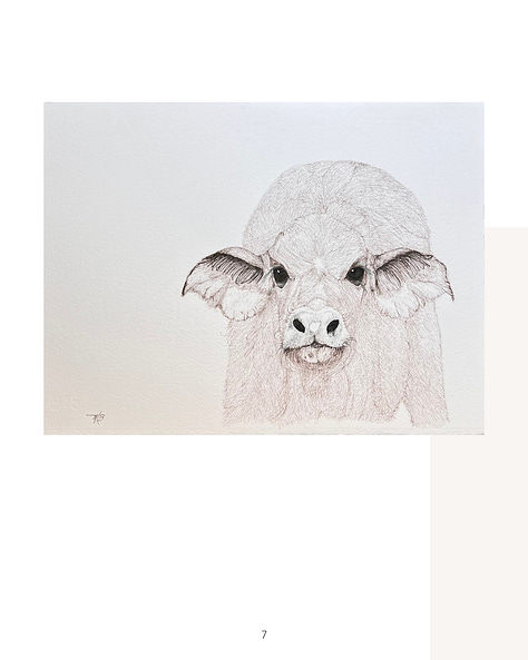 wildlife portraits, ink on paper