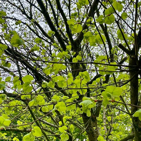Linden tree