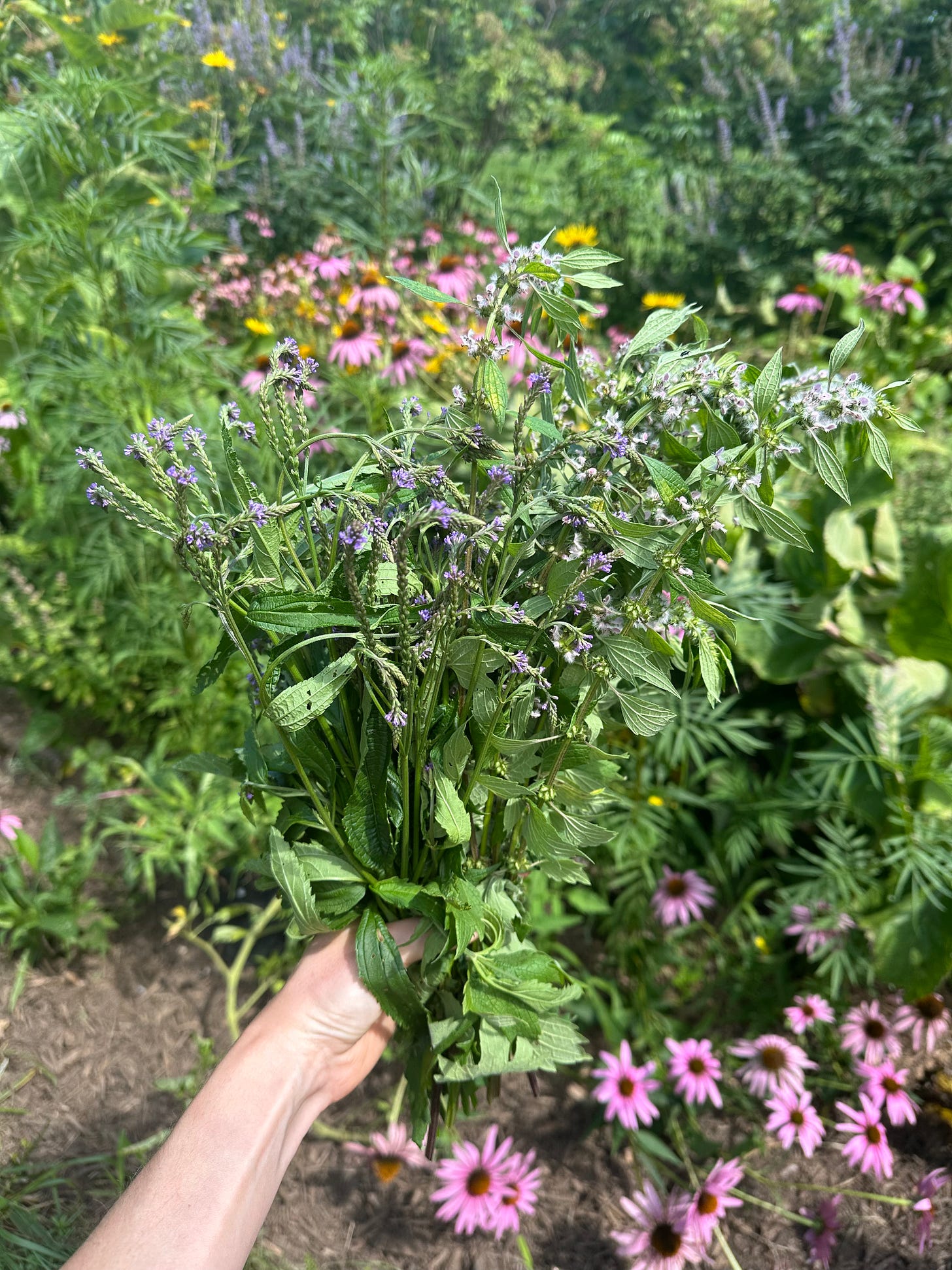 A hand holds up a bouquet of fresh blue vervain and motherwort, in front of a garden full of echinacea and yellow and purple flowers