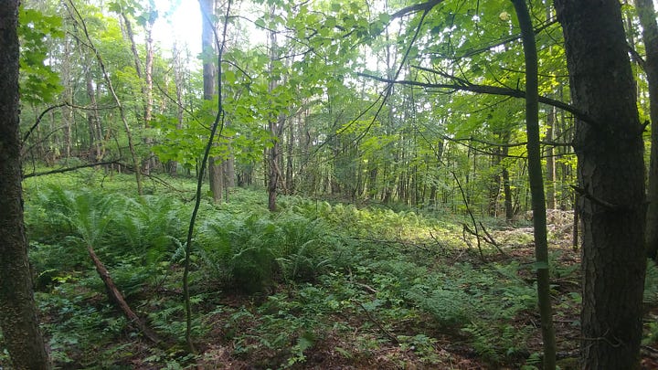Forest pictures