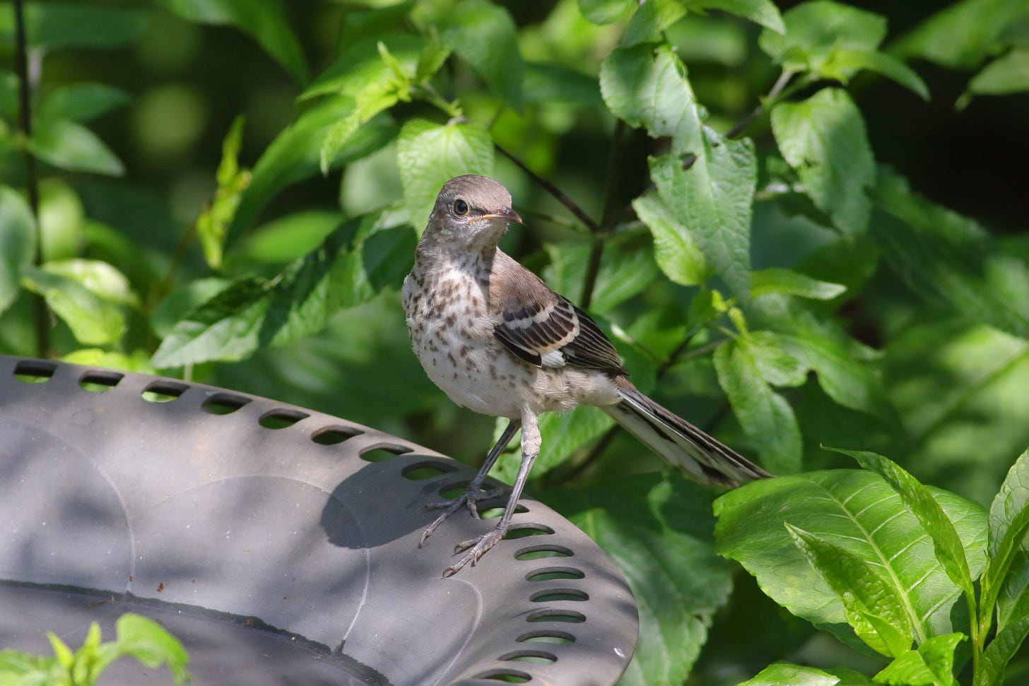 A fledgling Northern mockingbird perched on the edge of a gray bird bath against a background of bright green, soft leaves. The mockingbird's body is turned towards the left of the frame, but his or her head is turned to almost directly face the camera, though only one side of the bird's face is visible. The bird has a gray body, head, and face, with a white belly, breast, and throat speckled with brownish-gray. A black stripe runs from base of bill through the large, bright black eye. The bird has black wings barred with white and a long tail. From this angle, the white underside of the tail is visible.
