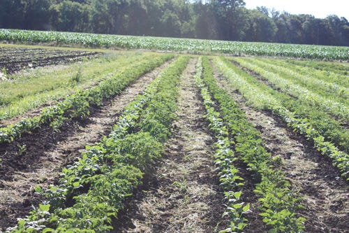 Potatoes and beans at the farm - 2012