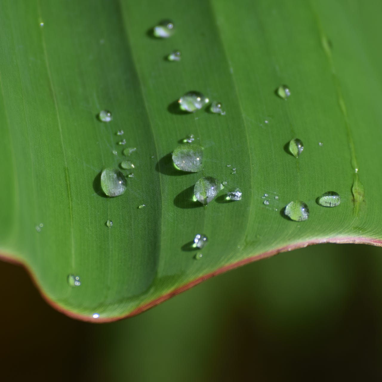 Elizabeth’s Substack