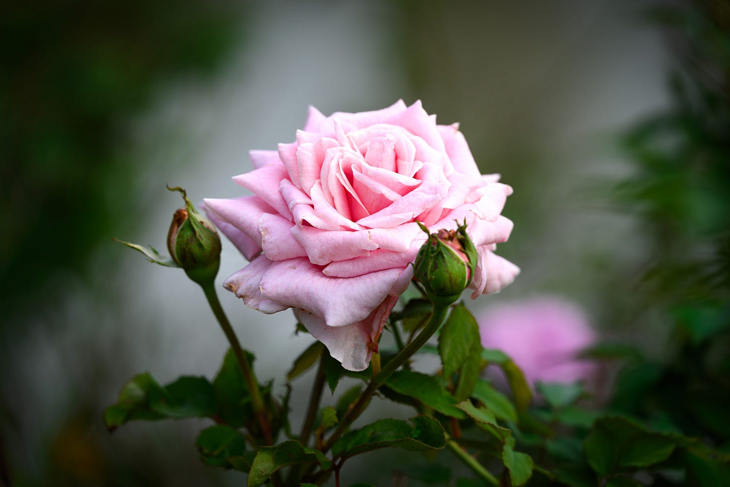 A close-up of a pink rose in bloom, accompanied by two green rose buds, set against a softly blurred background.