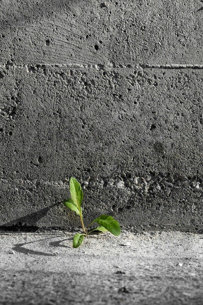 green plant on gray concrete wall green plant on gray concrete wall