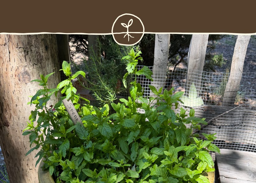 Mint growing in a pot at Post Ranch Inn in Big Sur, California.