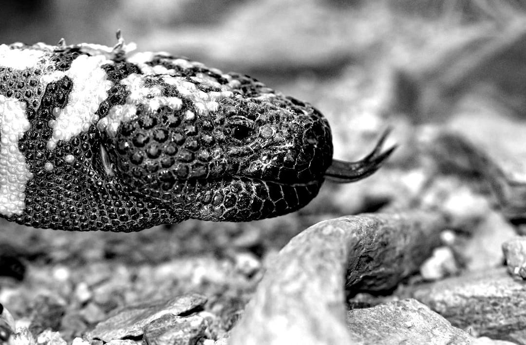 black and brown snake on brown rock