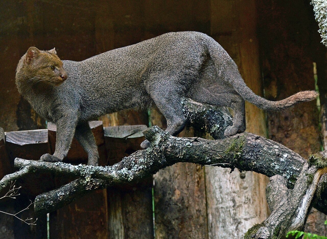Jaguarundi - Wikipedia