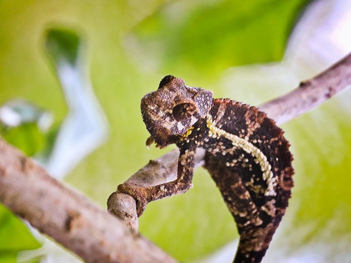 Rob Taylor photographing a Jackson chameleon in Hawaii Volcanoes National Park