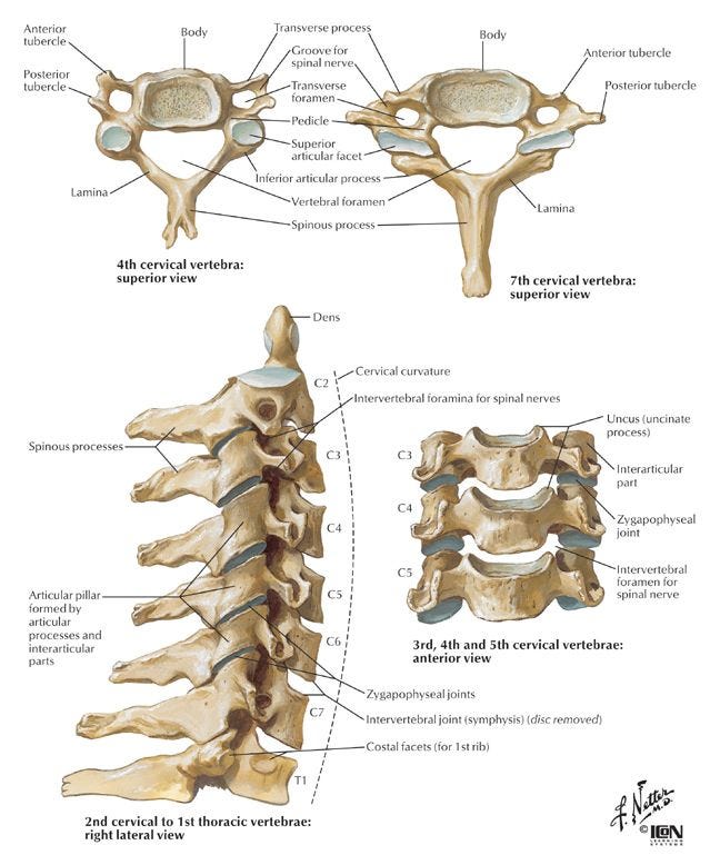 The main weight of the body is carried by the vertebral bodies and disks. |  Cervical vertebrae, Cervical, Anatomy bones