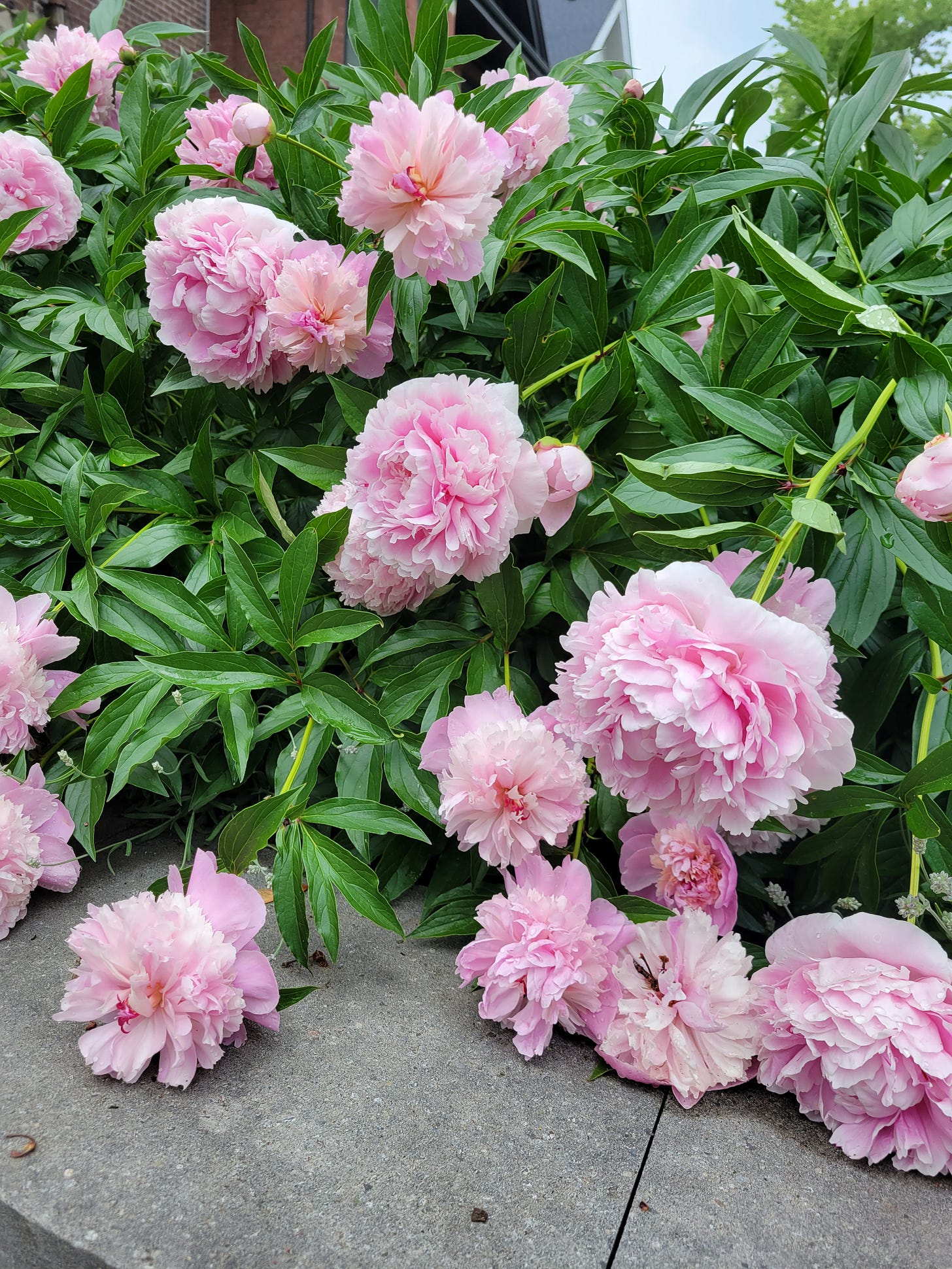 A picture of a bright pink peony bush. The flowers are so lush and full that they collapse down, towards the sidewalk A picture of a bright pink peony bush. The flowers are so lush and full that they collapse down, towards the sidewalk