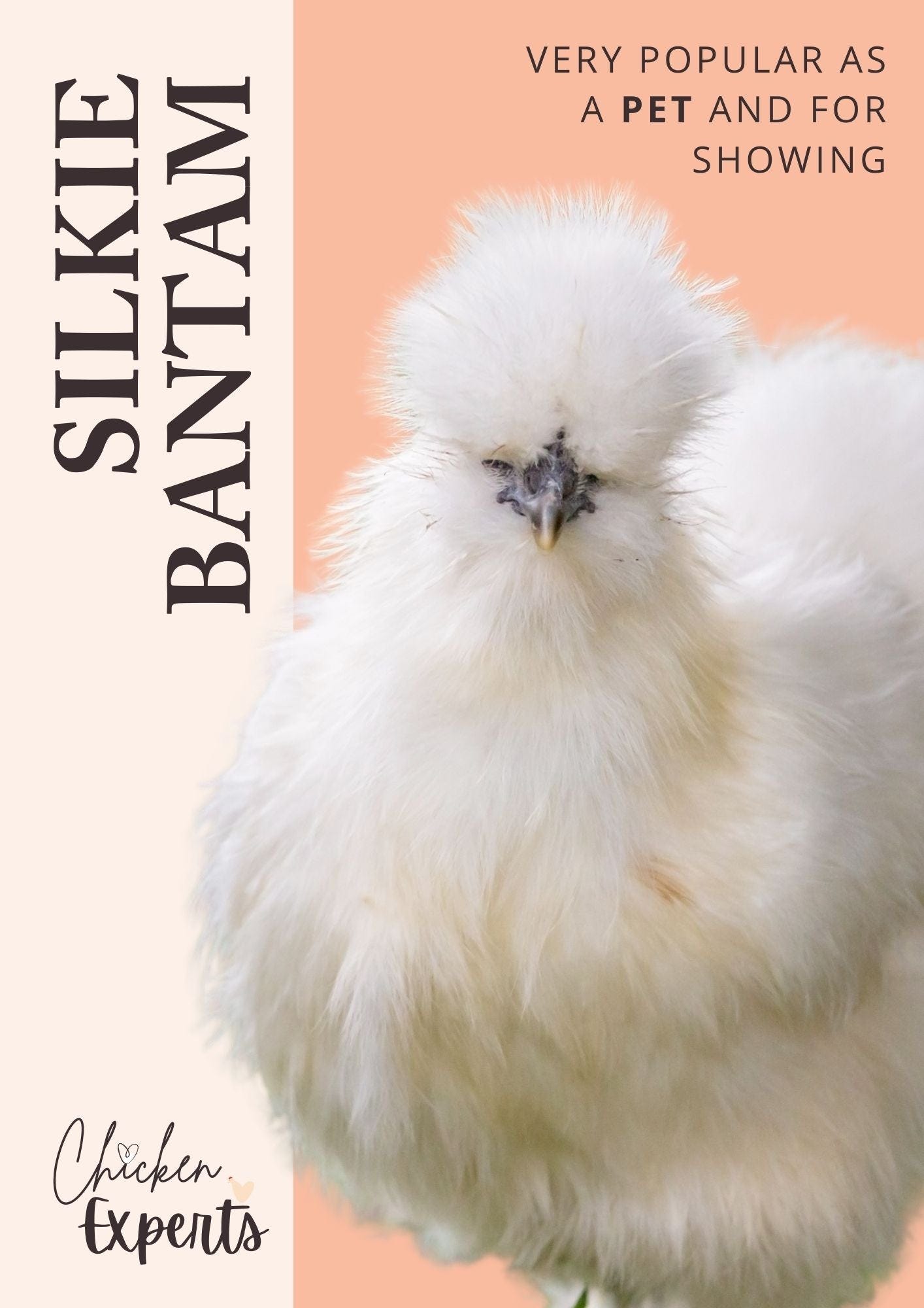 Bantams Chickens Are Best!😍 Revealing The Big Deal About Tiny Chickens -  chickenexperts